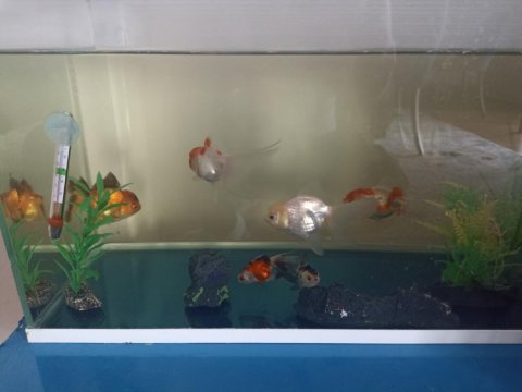 Satılık yetişkin sağlıklı japon oranda balıkları