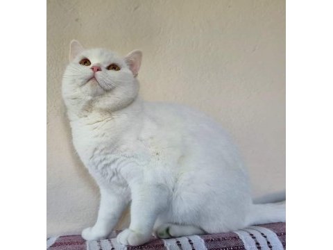 12 aylık dişi british shorthair