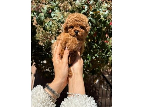 Toy poodle yavru
