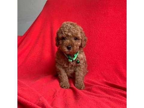 Safkan toy poodle yavrularımız