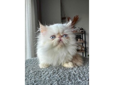 2 aylık iran persian