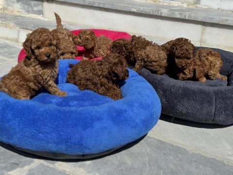 Ankarada ziyarete açık 10 adet toy poodle yavrularımız