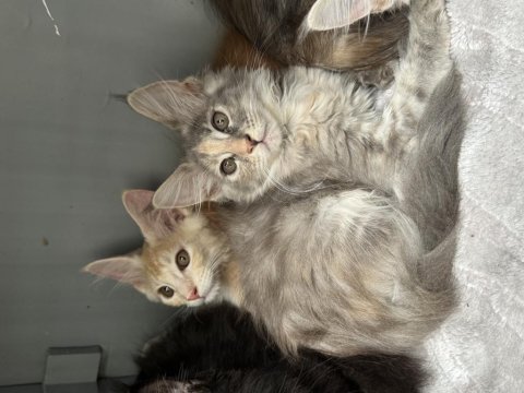 Renk güzelleri maine coon