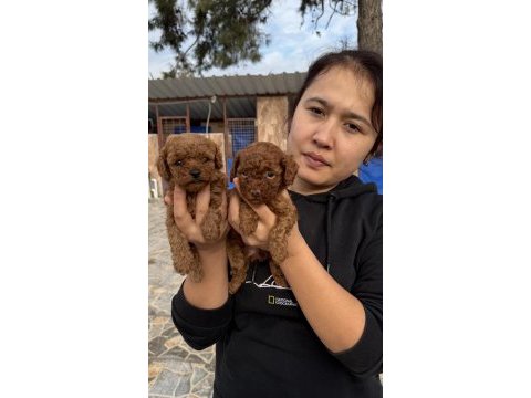 Sevimli kore popdle yavrularımız