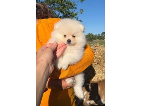 Yavru pomeranian boolarımız