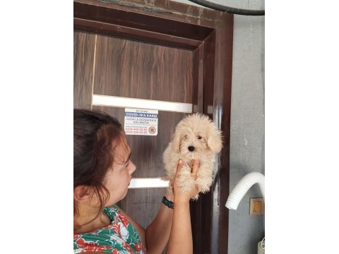 Tatlı maltipoo yavrular bizde