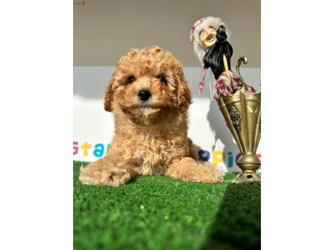 Tüy dökmez koku yapmaz antialerjik maltipoo yavrular