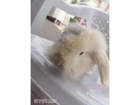 Lop tavşanlar
