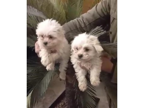 Maltese yavrular