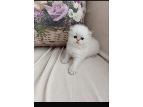 British longhair oğlumuz yeni yuvasını arıyor