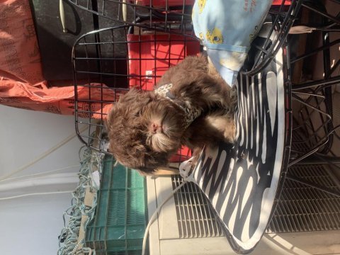 Chocalatte maltipoo