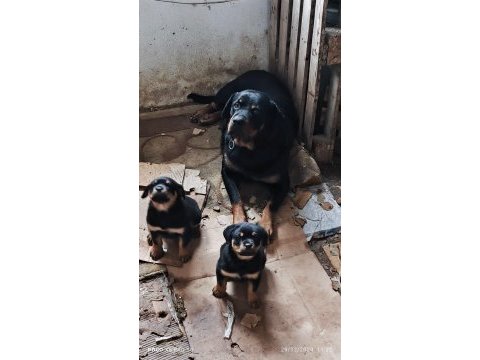 Safkan rottweiler yavrular veteriner hekimden