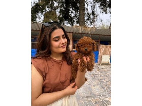 Kıvır kıvır kore poodle bebekler