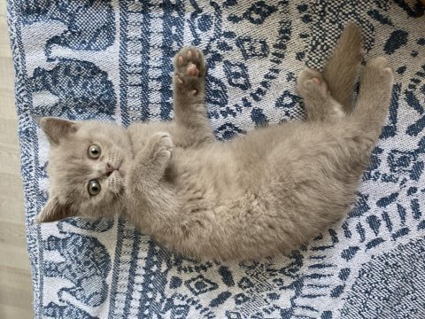 British shorthair çok sevimli
