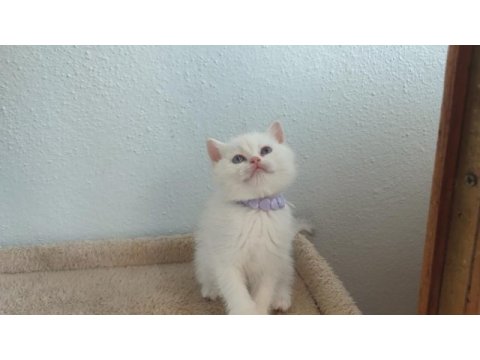 British shorthair silver ve blue point yavrular
