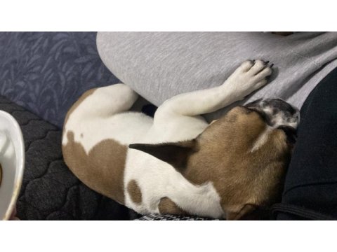 7 aylık dişi french bulldog