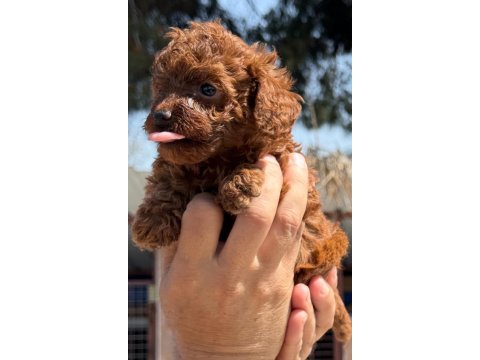 Kore toy poodle yavrularımız 