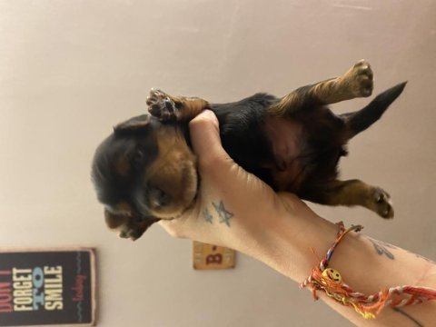 Yorkie yavruları yeni yuvalarını bekliyor baba b secereli