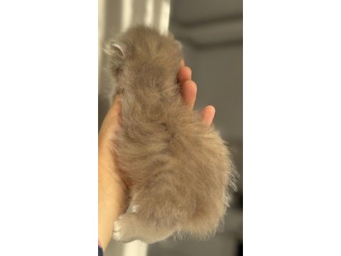 Nadir renk blue golden ay11 british longhair