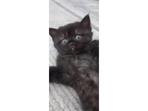 British longhair dark çikolata mükemmel güzellik