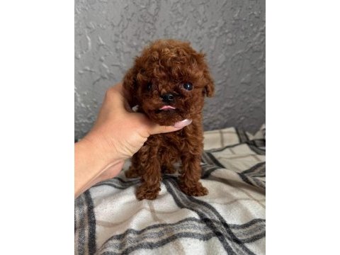 Micro teacup korean dark brown poodle yavrularımız