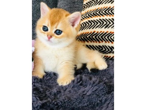 A kalite british shorthair golden yavrular