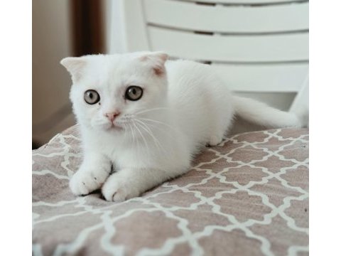 Scottish fold erkek