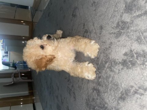 Maltipoo 3 aylik dişi