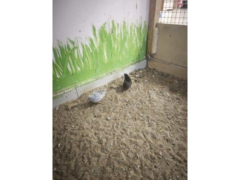 Çin bıldırcını