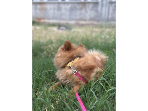 Pomeranian boo 1 yaşında