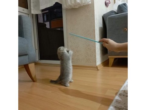 2.5 aylık scottish fold