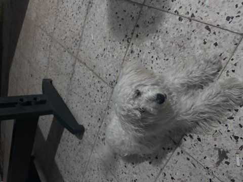 2-5 yaş arası malta cinsi köpeğimiz