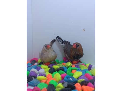 Ob takımlar vasıflı jumbo takım finch tek kalite