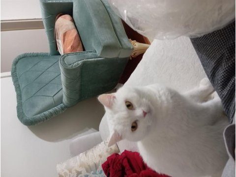 Annemde alerji çıktığı için kedimi sahiplendirme zorundayım
