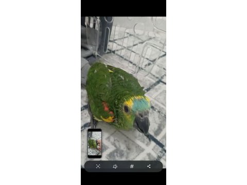 Full evcil bebek amazon papağanı blue frond