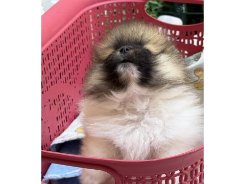 Pomeranian boo garantili