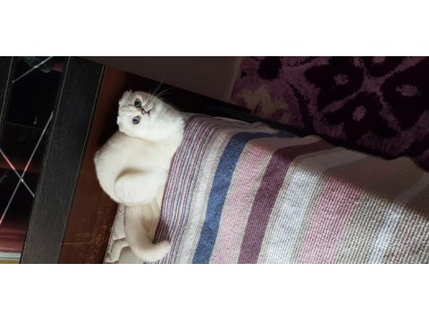Şampiyon anne ve babadan scottish fold yavrular