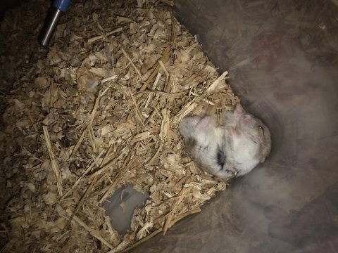 Yavru gonzales hamster