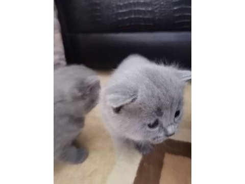 British shorthair çocuklarımı sahiplendiriyorum