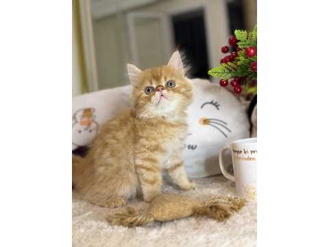 Safkan iran persian