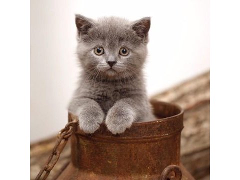 British shorthair yavruları