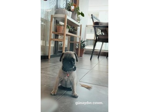 Acil sahiplendirilecek pug