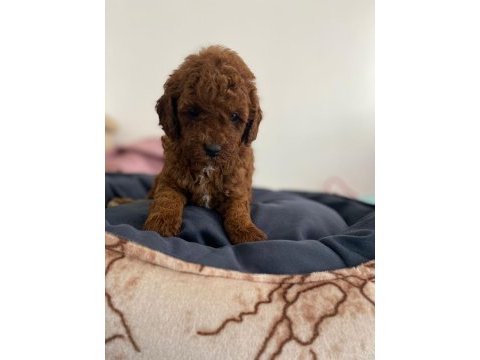 Red poodle yavrularımız