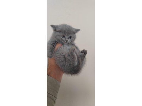 British shorthair yavrular teslime hazır