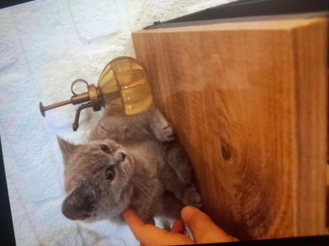 Peluş oyuncak güzelliğinde dişi yavrumuz antalya