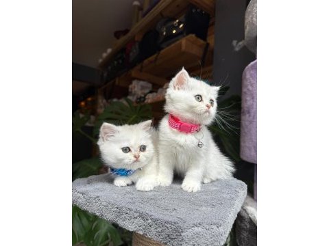 Sağlık ve ırk garantili british shorthair