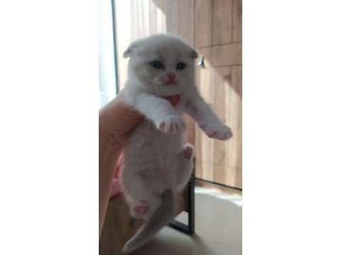 Scottish fold
