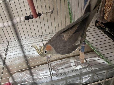 Sultan papağanı evcil ele alışık