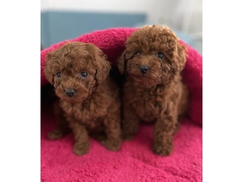 Toy poodle red brown