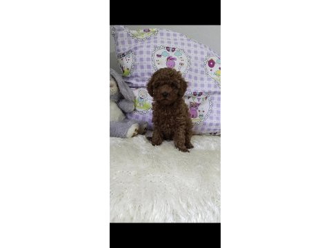 Sağlık ve kilo garantili kore poodle yavrularımız